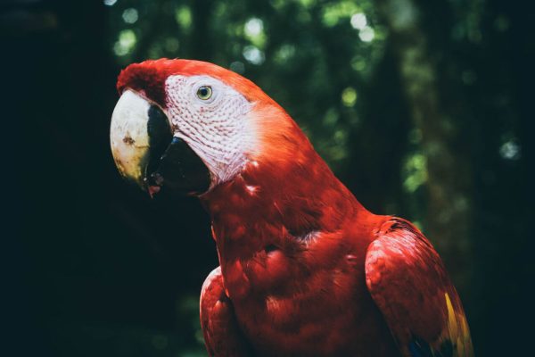 Gran Triángulo Centroamericano y Con Sabor a Colombia