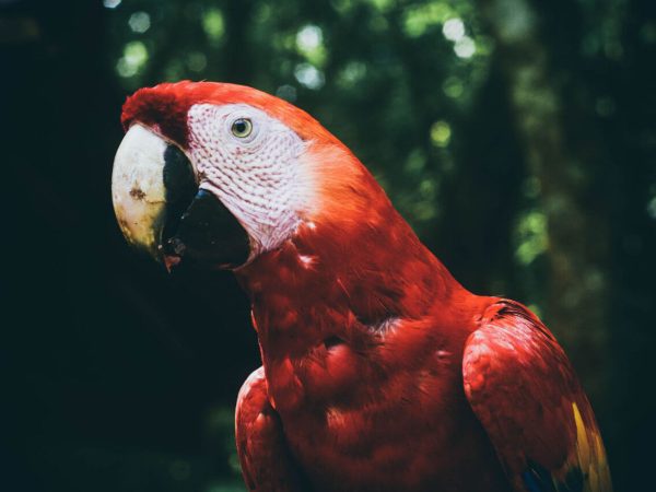 Gran Triángulo Centroamericano y Con Sabor a Colombia